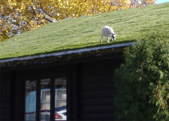 крыша из дерна устройство